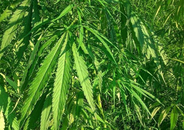 Industrial hemp will be grown in Scotland to make the new generation building materials. PIC: Contributed.