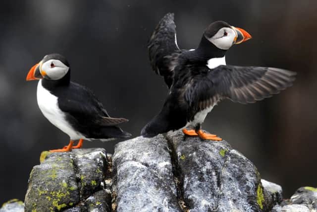 The Isle of May is one of the most important seabird breeding grounds in the UK. Picture: Jane Barlow/TSPL