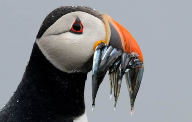 Puffins have undergone a sharp population decline on the Isle of May in the Firth of Forth. Picture: Jane Barlow/TSPL