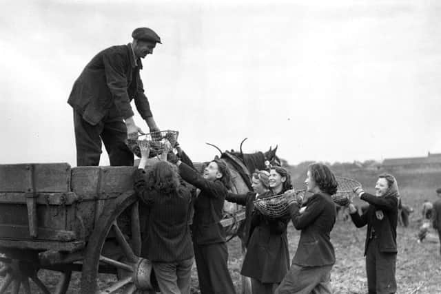 Girls help harvest the potato crop at Mr Meikle's farm in Longniddry in February 1957. Agriculture employed a third of Scots in the early 19th century but has dropped to fewer than two per cent. Picture: TSPL