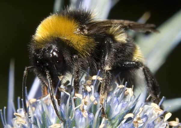 A bumble bee on a thistle. Picture: PA