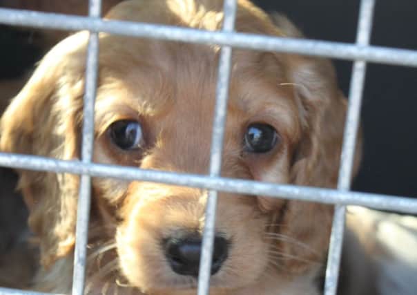 A puppy such as this one - not one of those seized in the raid - can fetch high prices.