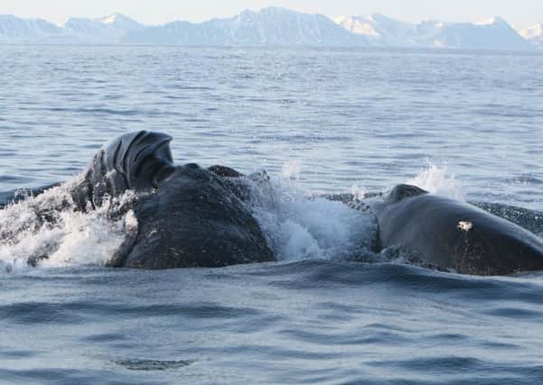 Navy efforts to protect whales has had limited effect.