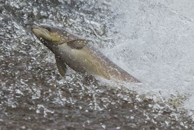 Pro tip: Don't get caught handling salmon suspiciosly. Picture: Phil Wilkinson