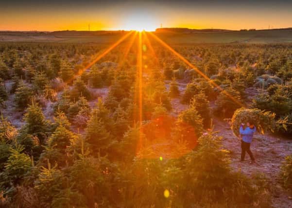 The Christmas Tree Harvest for B&Q at Tillygrieg in Aberdeenshire. Picture: Simon Price/PA Wire