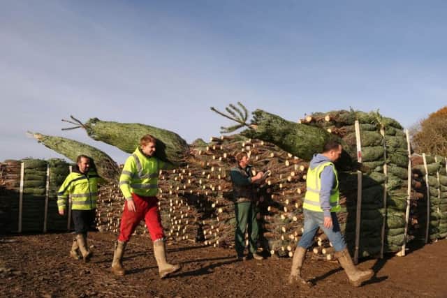 Grower Thomas Lunden checks over his yield of trees as workers carry more harvested trees during the Christmas Tree Harvest for B&Q at Tillygrieg in Aberdeenshire. Picture: Simon Price/PA Wire