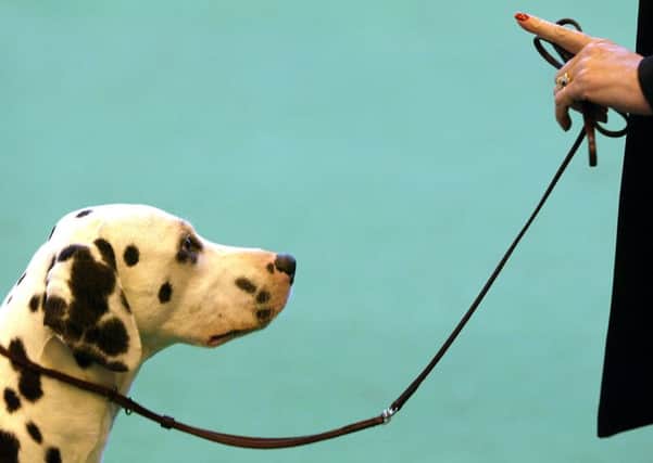 The Scottish Government is facing incresed pressure to ban electric shock dog collars. Picture: Scott Barbour/Getty Images
