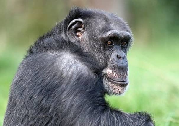 Blossom the chimpanzee was the oldest chimp in Europe. Picture: Blair Drummond Safari Park