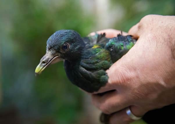The Nicobar pigeon is the closest living relative of the Dodo. Picture: PA
