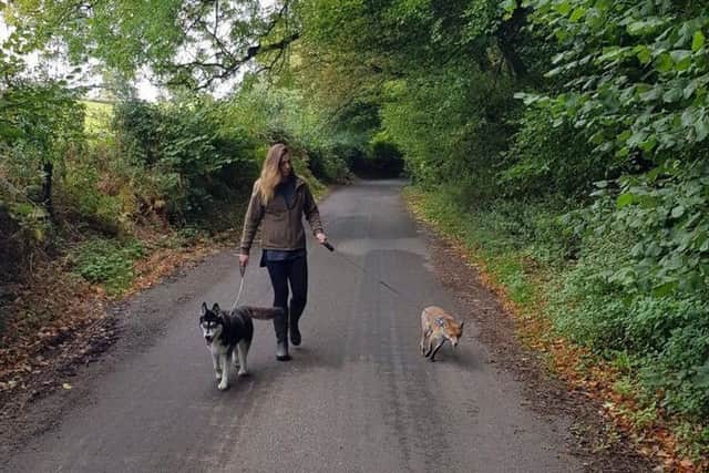 Natalie Reynolds walking with  Jasper the fox and one of her dogs. Picture: SWNS