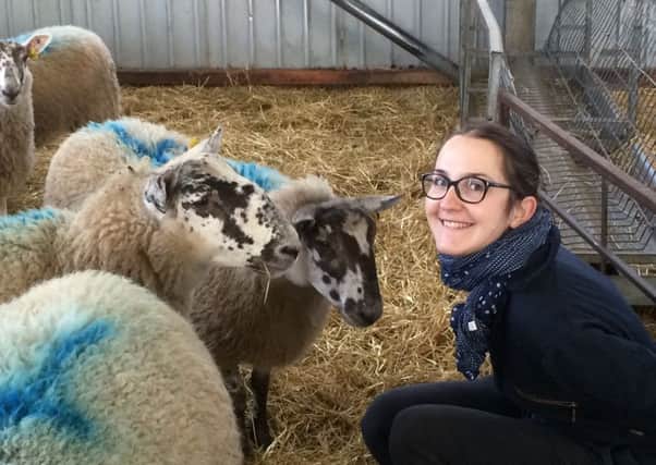 A study led by Dr Lucille Bellegarde found that sheep have a wide range of facial expressions and can differentiate between them. Picture: contributed