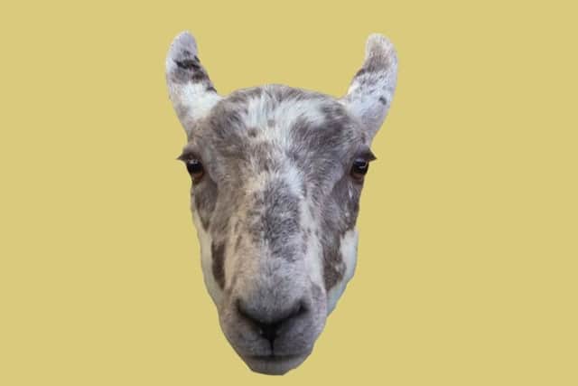 A sad sheep.