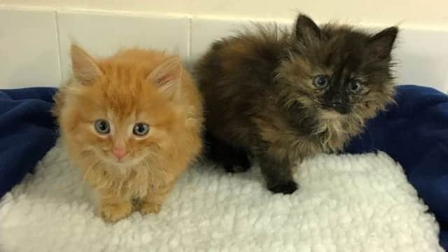 Harry and Meghan are looking for a new home. Picture: SSPCA