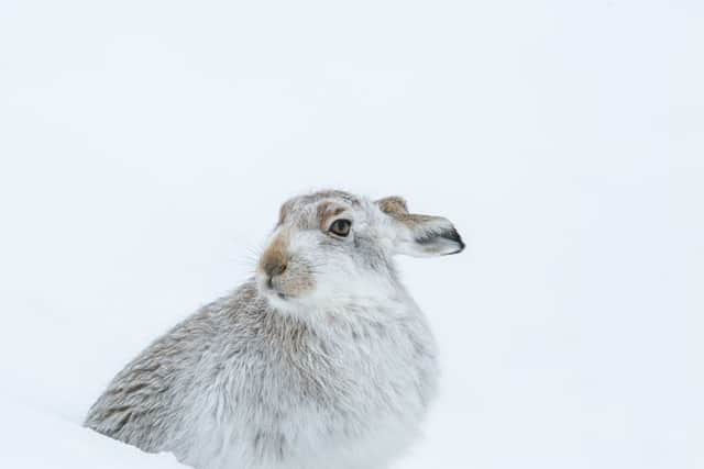 A hare with his coat beginning to turn white for the winter sits in the frozen, snowy landscape of the Cairngorms. Picture: SWNS