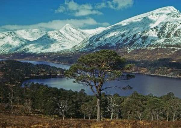 Tree-planting in Glen Affric has helped bring back a range of native wildlife.  (Picture: Getty)
