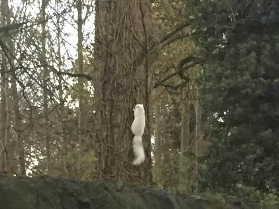 White squirrels are believed to be very rare.