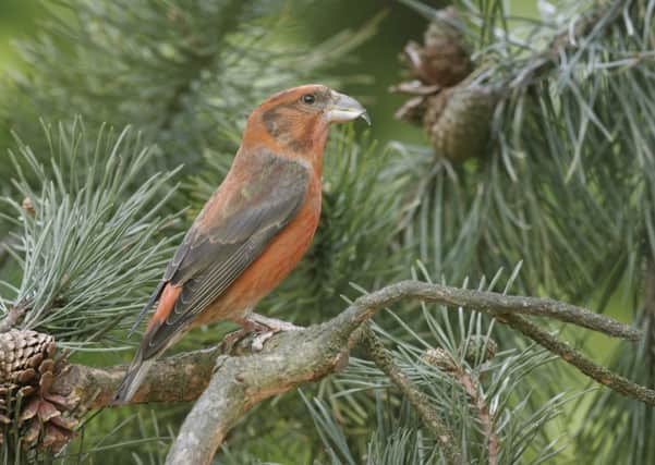 The Scottish crossbill is not faring well whilst other species thrive in the warmer, wetter climate brought on by global warming. Picture: Paul Hobson/FLPA/imageBROKER/REX/Shutterstock (5318672a)