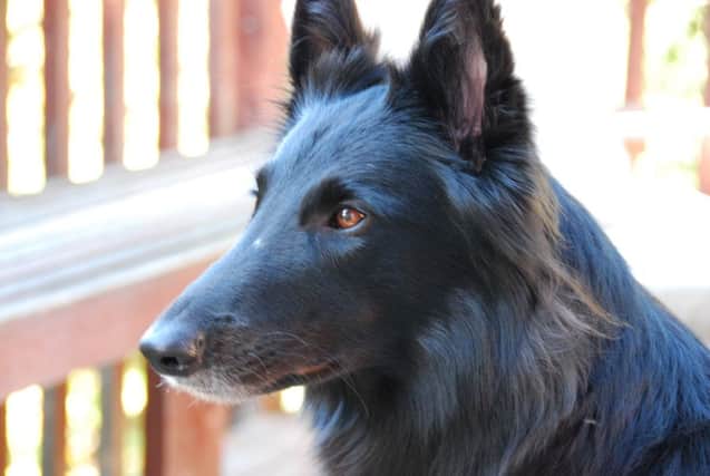 Two 'hero' Belgian shepherds who served in Afghanistan will be saved from lethal injection.
