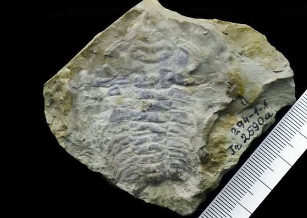 The 530-million-year-old trilobite fossil. Picture: SWNS