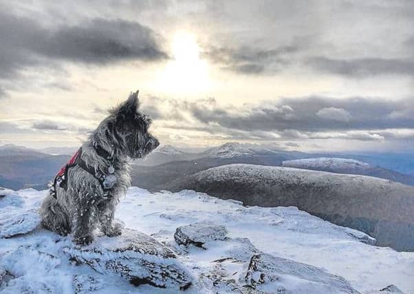 Oran, the Cairn terrier, at the summit of one of the dozens of Munros he has bagged so far. Picture: Cascade News