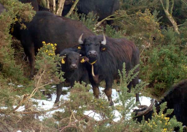 Buffalos at Stevie Mitchells Buffalo Farm, in Kirkcaldy, Fife. Picture: Centre Press.
