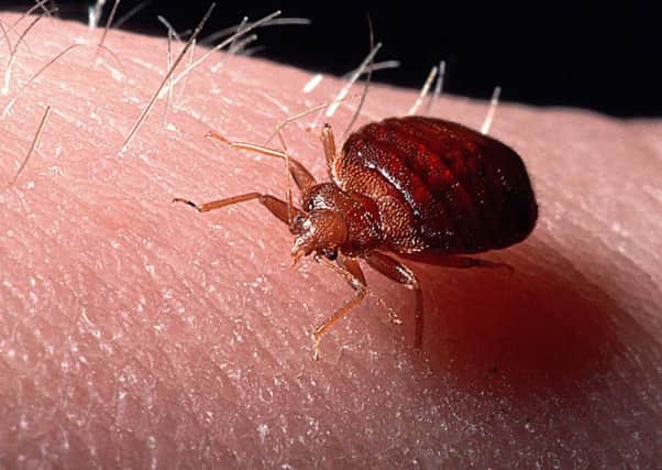 Some residents in Glasgow have accepted living side by side with bed bugs