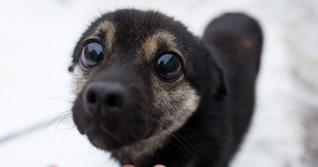 The trust has revealed the reasons given by those giving up dogs.