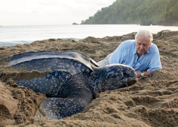 Sir David Attenborough meets a leatherback turtle on Trinidad (Picture: Gavin Thurston)