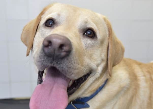 Four-year-old Golden Labrador Chino is on the road to recovery. Picture: Sandy Young/PA