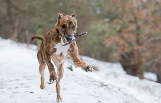 A lurcher romps in the snow near Peebles. Forecasters warn that rain today may turn to ice on frozen ground. Photograph: Ian Georgeson