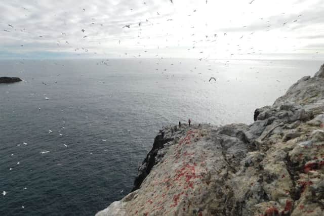 The cliff-top hunting ground. PIC: MacTV/BBC Alba.