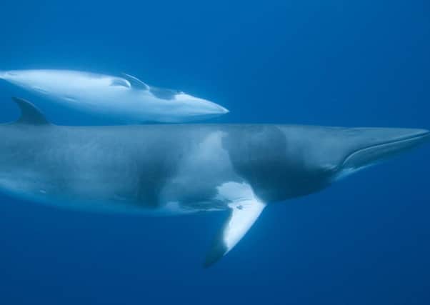 New research shows acoustic deterrent devices are effective at keeping minke whales away from offshore wind farms during potentially harmful underwater construction work. Picture: MCR