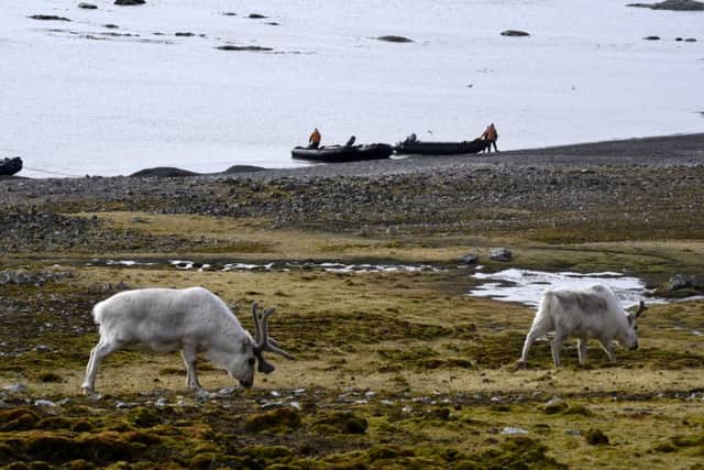 On the shore with grazing caribou. Photograph: Lisa Young