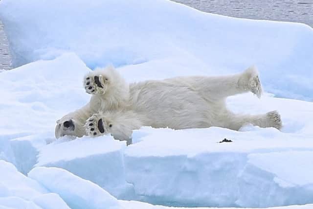 A polar bear on the ice. Photograph: Lisa Young