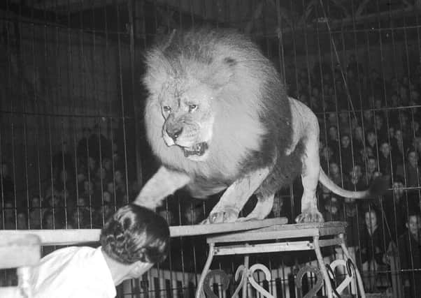 A lion appears with a trainer at a circus in Waverley Market.