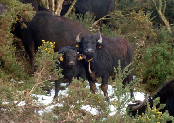 Buffalos at Stevie Mitchells Buffalo Farm, in Kirkcaldy, Fife.  Picture: CP