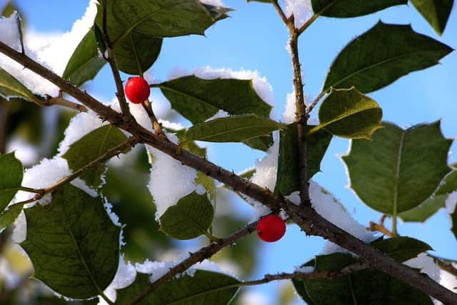 Holly was used in a thrashing game on Hogmanay when drops of blood spilled indicated the lifespan of those taking part. PIC: Flickr/Creative commons.