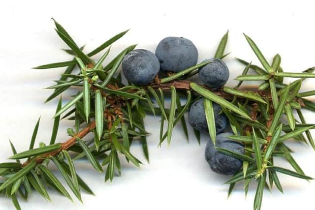 Juniper was burnt in byres on New Year's Day to protect cattle from evil. PIC: Creative Commons.