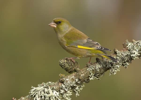 Greenfinch numbers have crashed by nearly 60 per cent in just 10 years, the latest national survey shows. Picture: Phil McLean/REX