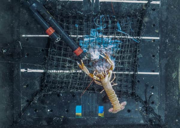 A lobster eating a jellyfish, Picture: Heriot-Watt University/PA Wire