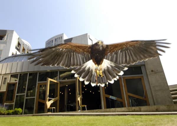 Hawks at the Scottish Parliament. Picture: Phil Wilkinson
