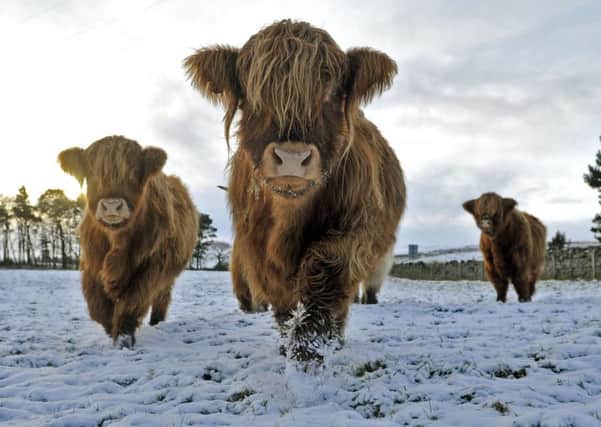 There will be little chance of snow on Christmas Day in Scotland. Picture: Phil Wilkinson