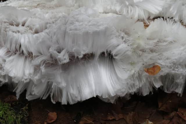 Ice crystals cover a dead branch on the floor of a woodland in Dunkeld, Scotland. Picture: SWNS
