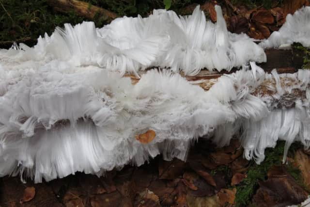 Ice crystals cover a dead branch on the floor of a woodland in Dunkeld, Scotland. Picture: SWNS