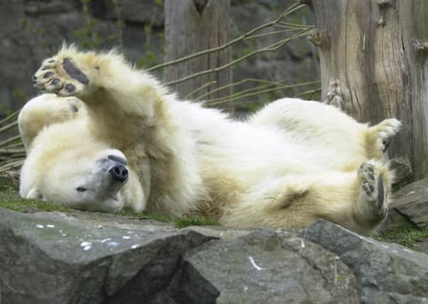It is the first time a polar bear cub has been born in the UK for a quarter of a century, the organisation said. Picture: TSPL