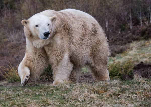 Proud mother Victoria has given birth to a polar bear cub.