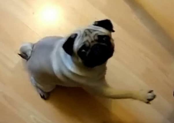 Markus Meechan's video of his girlfriend's dog Buddha. Picture: YouTube