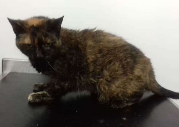 A cat was discovered abandoned in a bin in Paisley