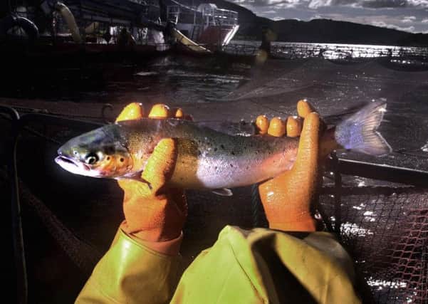 A new international study has shown wild salmon and sea trout living near fish farms are under serious threat from potentially deadly sea lice