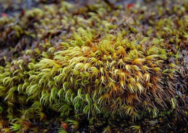 Kiaeria glacialis, a rare alpine-arctic moss, growing at Garbh Uisge Beag in the Cairngorms